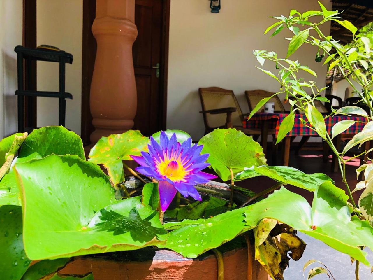 Sigiriya Nature Villa Lodge Екстер'єр фото