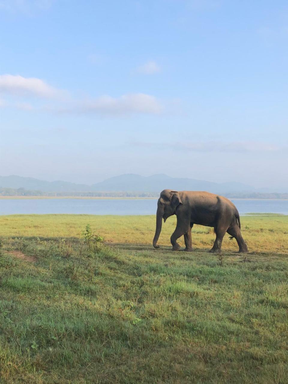 Sigiriya Nature Villa Lodge Екстер'єр фото